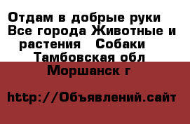 Отдам в добрые руки  - Все города Животные и растения » Собаки   . Тамбовская обл.,Моршанск г.